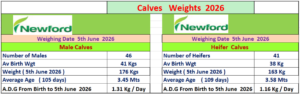 Slide titled 'Calves Weights 2026' with Newford logo and weighing date 5th June 2026. Male calves: number = 46; average birth weight = 41 kg; weight on 5 June 2026 = 176 kg; average age = 105 days (3.45 months); average daily gain (ADG) from birth to 5 June 2026 = 1.31 kg/day. Heifer calves: number = 41; average birth weight = 38 kg; weight on 5 June 2026 = 163 kg; average age = 109 days (3.58 months); ADG from birth to 5 June 2026 = 1.16 kg/day.