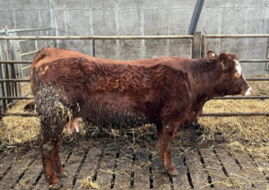 Calved heifer with back and tail clipped in order to achieve clean udders