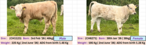 Left photo: male calf sired by CH1123, born 3 February 2026 (birth weight 48 kg), weighed 225 kg on 2 June 2026, average daily gain from birth 1.48 kg/day. Right photo: female calf sired by CH6271, born 30 January 2026 (birth weight 38 kg), weighed 195 kg on 2 June 2026, average daily gain from birth 1.28 kg/day.