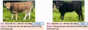 Left photo: female calf sired by AU1170, born 25 January 2026 (birth weight 36 kg), weighed 173 kg on 2 June 2026, average daily gain from birth 1.07 kg/day; noted as a first calver. Right photo: male calf sired by AU1170, born 6 February 2026 (birth weight 36 kg), weighed 162 kg on 2 June 2026, average daily gain from birth 1.09 kg/day; first calver.