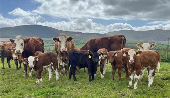 Selection of calves born in Spring 2026