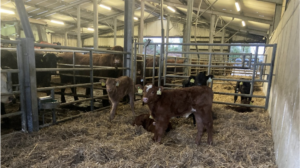 Calves in well bedded creep area