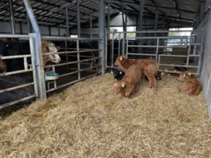 Calves in well bedded creep area