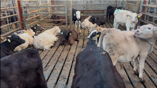 Ed's 2025 born weaned dairy beef calves on slats