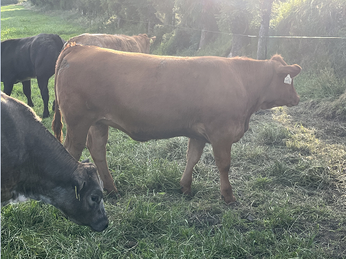 ZEP sired replacement heifer with a daughter milk sub index of 5.9kgs