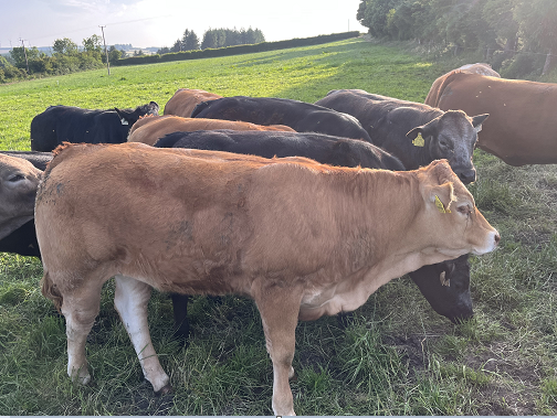 Heifer 624 EBY sired heifer with a milk sub index of 4.5kg of milk