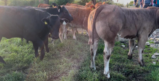 Heifers grazing after grass and are receiving 1.5 kg of ration at grass