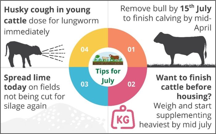 Husky cough in young cattle - dose for lungworm. Remove bull by July 15th. Spread lime today. To finish cattle before housing weigh and supplement heaviest 