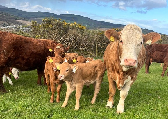 Heifers that calved at 24 months and their calves