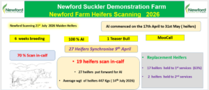 Banner titled 'Newford Suckler Demonstration Farm — Newford Farm Heifers Scanning 2026'. Key points: scanning date 21st July 2026 for maiden heifers; artificial insemination (AI) commenced 17th April to 31st May; 6 weeks breeding, 100% AI, one teaser bull and MooCall used. A highlighted note shows '27 Heifers Synchronise 9th April'. Results show 70% scan in‑calf and a central summary: '19 heifers scan in‑calf', 27 heifers put forward for AI, and average weight of heifers 447 kg (14th July 2026). A replacement‑heifers panel notes 17 heifers held to first service (63%) and 2 heifers held to second services. A small line drawing of a cow appears at lower left. Several headings and boxes are color coded (green banner, yellow highlights and pale panels) to emphasize the main statistics.