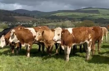 Selection of maiden heifers to be bulled in May