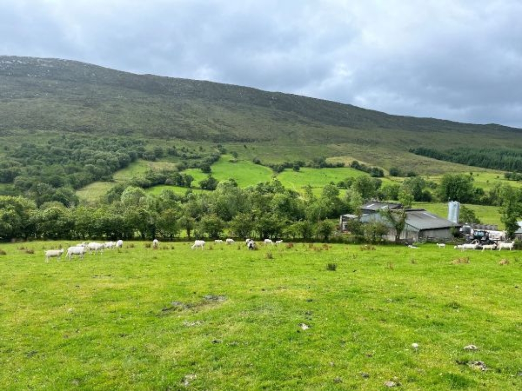 Ewes and lambs grazing above the yard in Leckaun