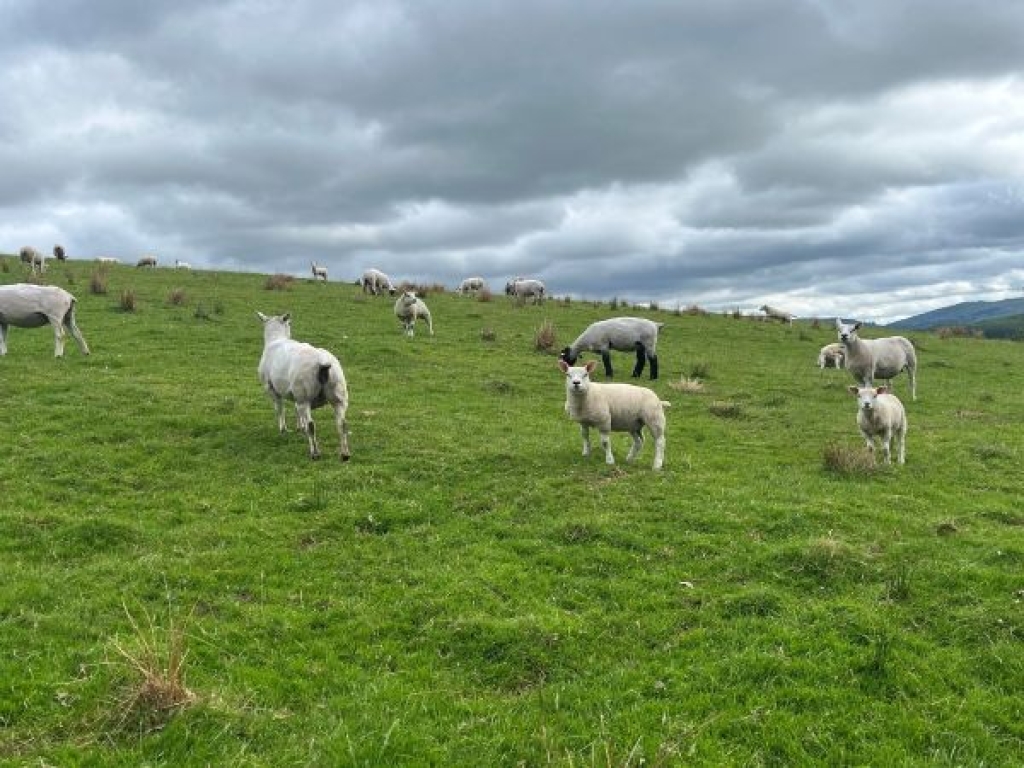 Ewes and lambs at grass