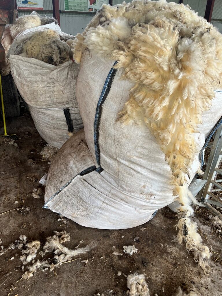 Wool collected from shearing ewes