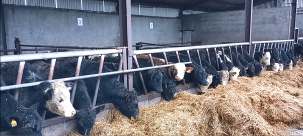 Photo of 2025 born heifer calves on ad lib silage and 2 kgs of a 17% CP ration 