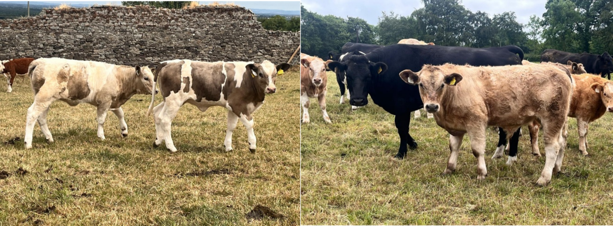 Some of this year's 2026 born calves on Ruairi's farm