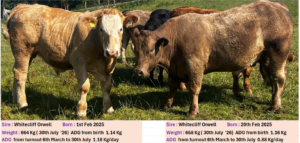 Two beef cattle grazing in a field, with performance details for two animals: Whitecliff Orwell bulls weighing 664 kg and 658 kg on 30 July 2026, with average daily gains from birth of 1.14 kg and 1.16 kg.