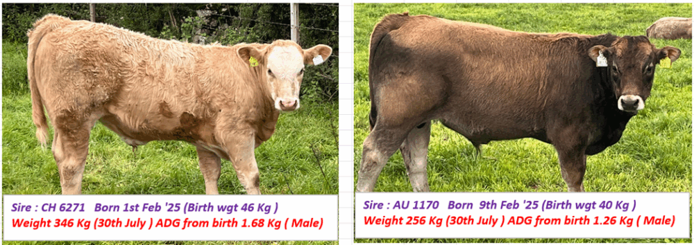 Sire CH 6271 and AU 1170 - details in text