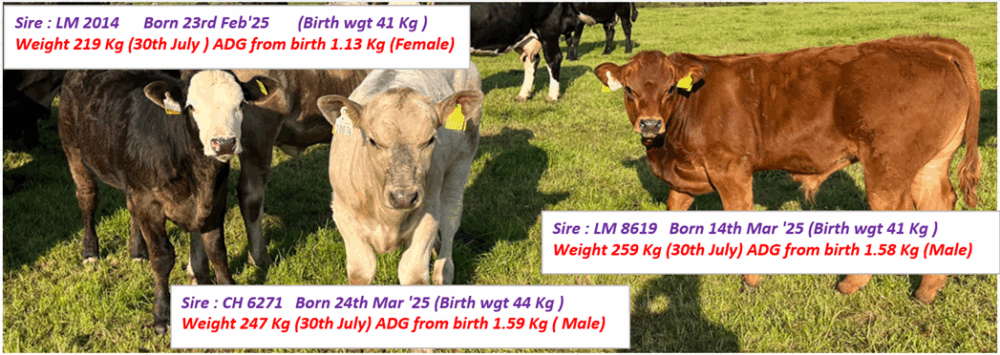 Sire LM 2014 and CH 6271 and LM 8619 - details in text
