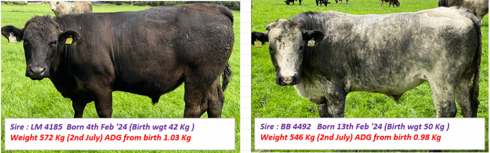 Sire LM 4185 and BB 4492
