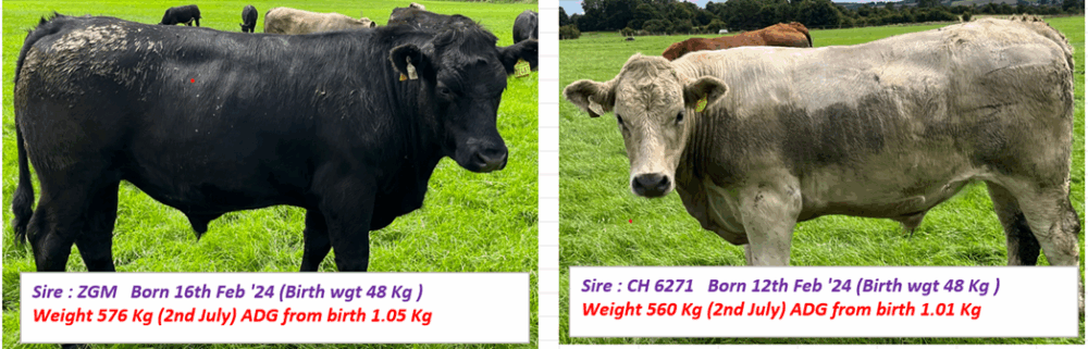 Sire ZGM and CH 6271