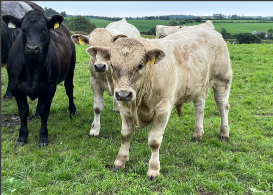 photo of Spring 2025 born calves on the Kingston farm