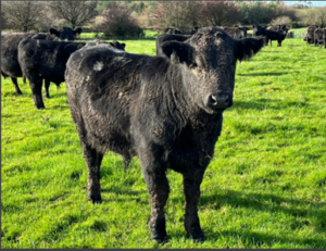 Calf Tag 278 pictured in November 