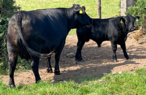 Calf tag 278 pictured 10th June 