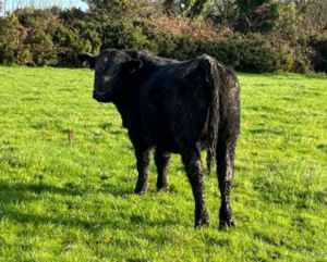 Calf tag 278 pictured 25th September 