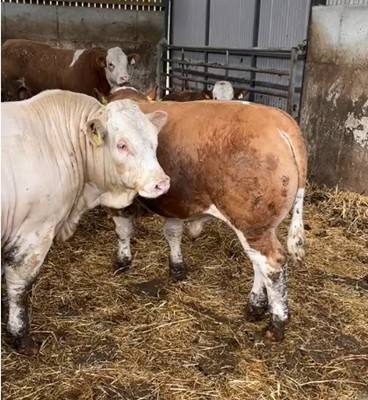Photo 4: Under 16 month bulls in April 2026