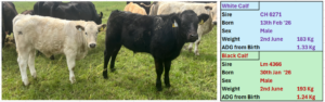 Photo of two calves in a paddock with herd mates blurred in the background. The white calf is on the left and the black calf is centered, both facing slightly toward the camera. A pale-blue information box to the right is headed 'White Calf' and shows: Sire CH 6271; Born 13th Feb ’26; Sex Male; Weight (2nd June) 183 kg; ADG from Birth 1.33 kg. Below it, a pale-green box headed 'Black Calf' shows: Sire Lm 4366; Born 30th Jan ’26; Sex Male; Weight (2nd June) 193 kg; ADG from Birth 1.24 kg. The layout highlights comparative growth and weights for the two demonstration-farm calves.