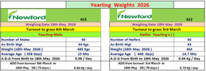 two‑column summary table under the heading “Yearling Weights 2026” with the Newford logo above each column. Left column (group 423) — weighing date 18 May 2026, turnout to grass 6 March, Yearling Male: number of males 40, average birth weight 44 kg, group weight on 18 May 2026 = 483 kg, average age about 15 months (458 days), ADG from birth to 18 May = 0.98 kg/day, ADG from turnout (6 March to 18 May, 73 days) = 0.84 kg/day. Right column (group 422) — weighing date 18 May 2026, turnout to grass 3 March, Heifer Yearlings: number of heifers 36, average birth weight 43 kg, group weight on 18 May 2026 = 463 kg, average age about 14.7 months (448 days), ADG from birth to 18 May = 0.94 kg/day, ADG from turnout (3 March to 18 May, 76 days) = 0.72 kg/day.