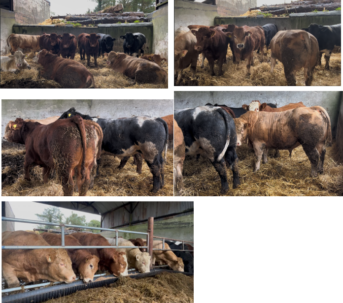 photos showing examples of the finishing bulls on the Kingston farm