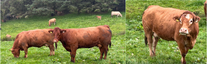 photos showing examples of the Limousin x Simmental heifers on the Kingston farm