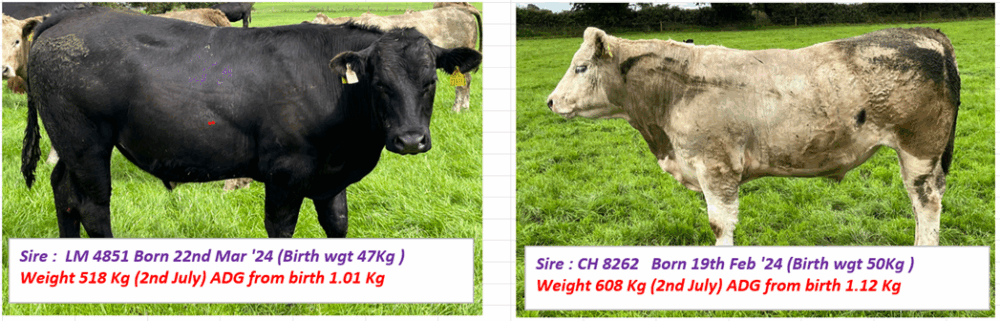 sire LM 4851 and CH 8262