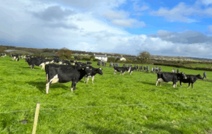 Joe Morrisseys cows grazing in field