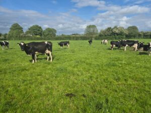Mark Lonergan's cows in field
