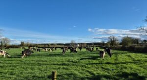 Mark Lonergan’s cows beginning their second rotation in the field grazing