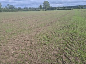 Mark's reseed which was sown in early May
