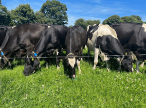 Sean Moher's cows grazing.