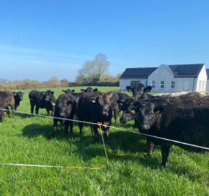 Walshs 2025 born replacement stock animals in field