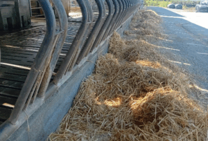 Walsh's feeding soya hulls along the feeding barrier, on top of straw that was offered to cows last week when grazing high clover paddocks