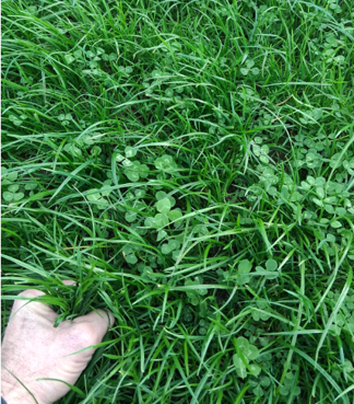Joe Morrissey's August reseed (estimated cover of 900 kgs/DM/ha), grazed once already & will be grazed again before closing to ensure the grass gets a chance to tiller and the clover isn't shaded out over the winter