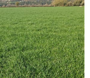 reseed grass in field