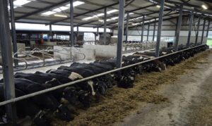 Francis Nolans cows housed indoors on silage