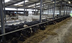 Francis Nolan's cows indoor on silage and 6 kg of meal