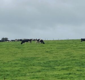 cows grazing in field