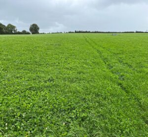 Photo of reseeded field 1. Kerry Agri Update September 2025