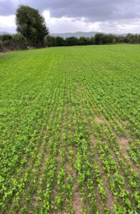 Photo of reseeded field 2. Kerry Agri Update September 2025