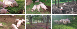 Pigs being reared outdoors in different environments